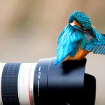 freelance photography