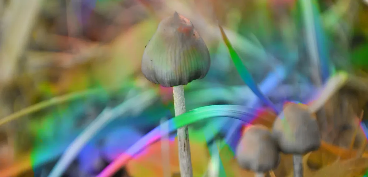 Exploring the Best Brands for Wellness Magic Mushrooms Online: A Comprehensive Guide