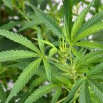 Delta 10 Edibles Near Me – All You Need To Know About Them 